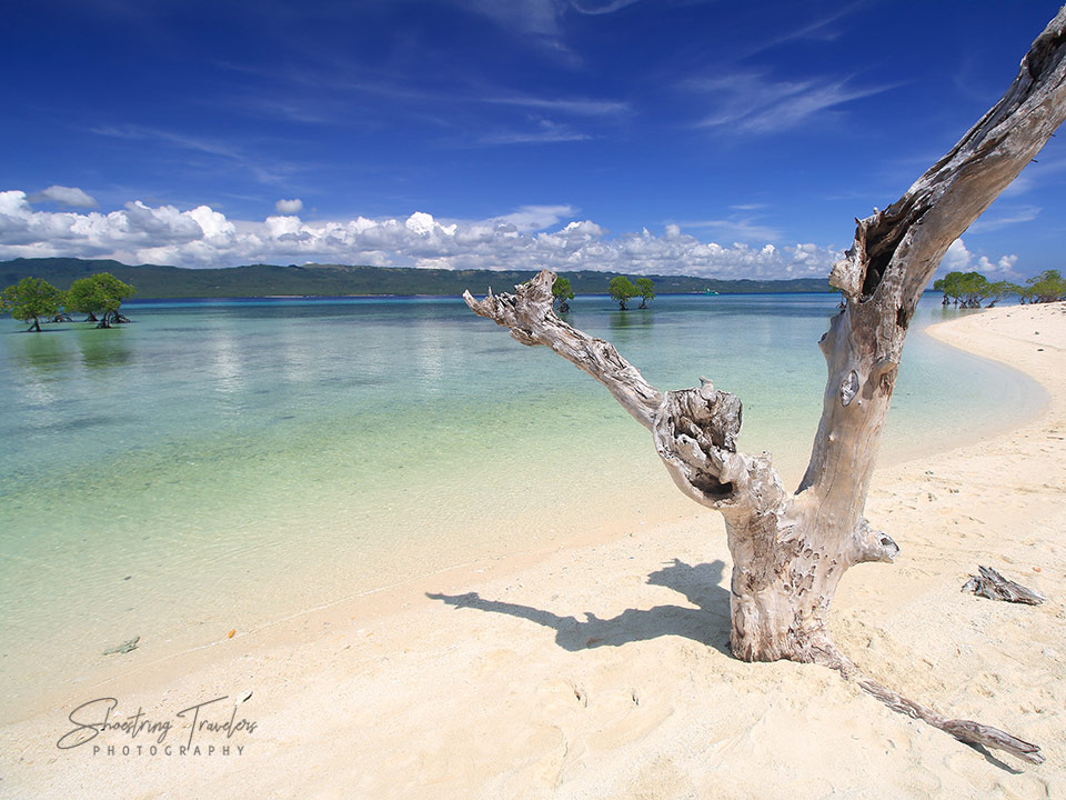 Mangrove forest view 2