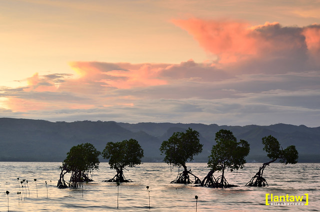 Mangrove forest view 5